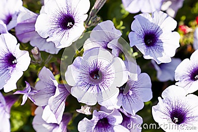 Petunias Stock Photo