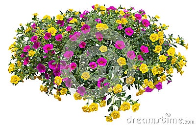 Cutout pink flowers. Petunia Stock Photo