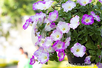 Petunias Stock Photo