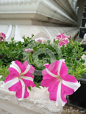 Petunias plants multumim colours versatile Stock Photo