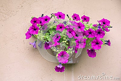 Petunias on the wall Stock Photo