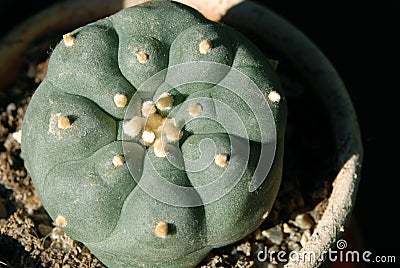 Peyote Stock Photo