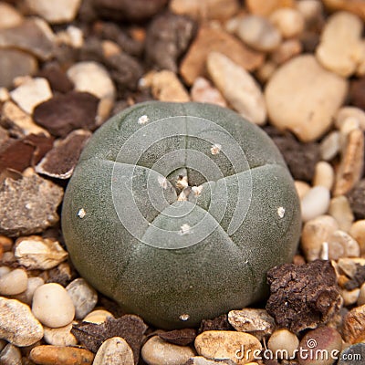 Peyote cactus Stock Photo