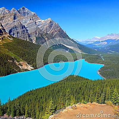 Peyto Lake of Canada Stock Photo
