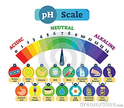 PH Acid Scale Vector Illustration Diagram with Acidic, Neutral and Alkaline examples. Vector Illustration