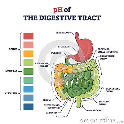 PH of digestive tract with acidic, neutral or alkaline colors outline diagram Vector Illustration