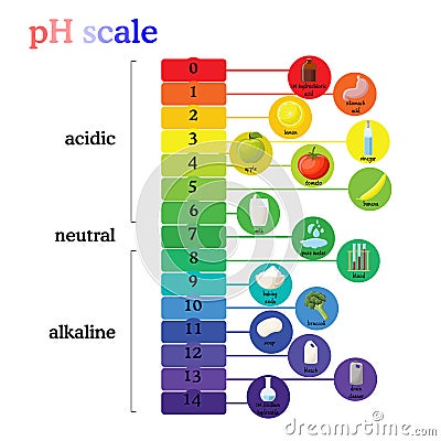 PH scale diagram with corresponding acidic or alkaline values for common substances, food, household chemicals Vector Illustration