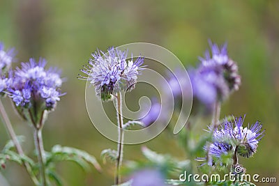 Phacelia flowers Stock Photo