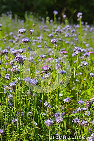 Phacelia Stock Photo