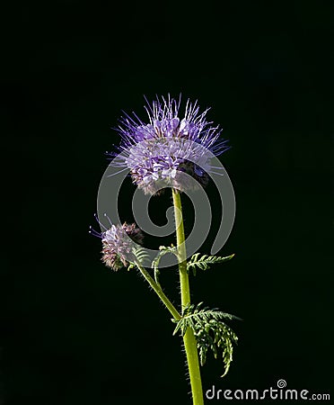 Phacelia tanacetifolia Stock Photo