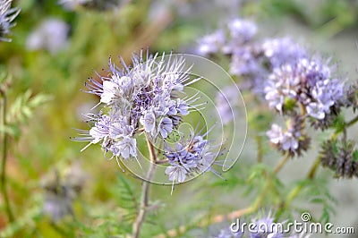 Phacelia tanacetifolia - Bee`s Friend Stock Photo