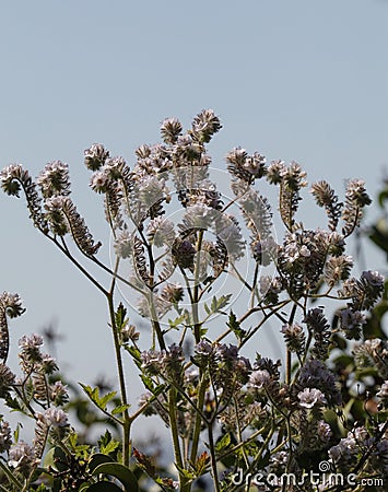 Spring Bloom Series - Lacy Scorpion Weed - Fiddleneck - Phacelia Tanacetifolia Stock Photo