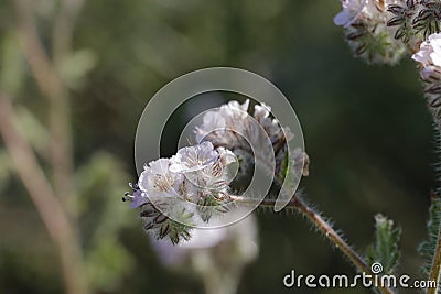 Spring Bloom Series - Lacy Scorpion Weed - Fiddleneck - Phacelia Tanacetifolia Stock Photo