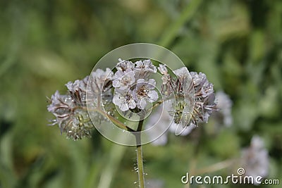 Spring Bloom Series - Lacy Scorpion Weed - Fiddleneck - Phacelia Tanacetifolia Stock Photo