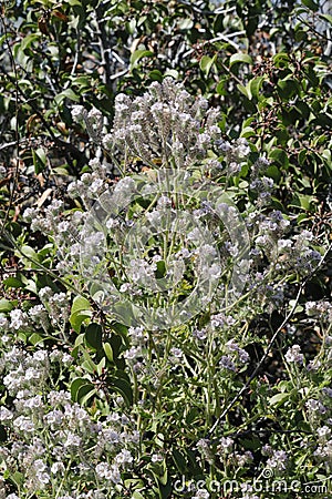 Spring Bloom Series - Lacy Scorpion Weed - Fiddleneck - Phacelia Tanacetifolia Stock Photo