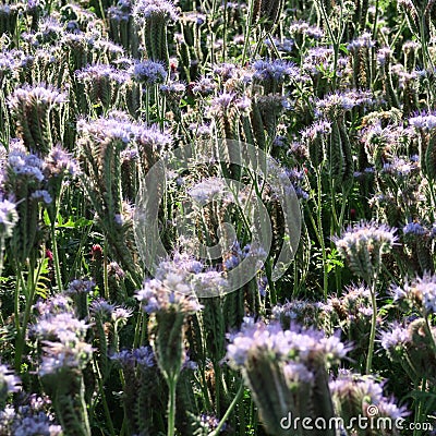 Phacelia tanacetifolia Stock Photo