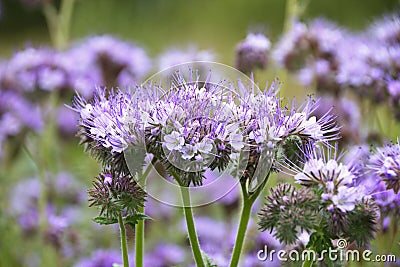 Phacelia tansy flower,green manure,honey culture containing nectar for bees Stock Photo