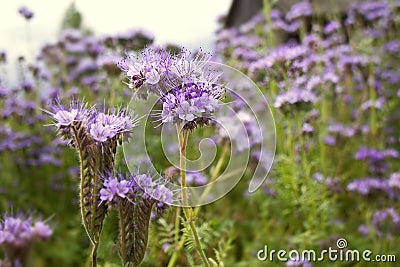 Phacelia tansy flower,green manure,honey culture containing nectar for bees Stock Photo