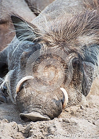 Phacochoerus africanus. Stock Photo