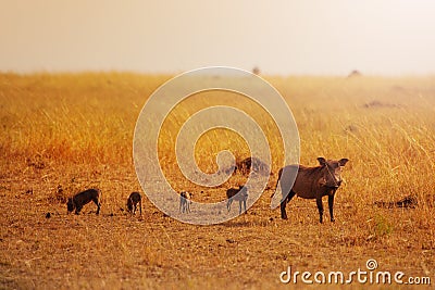 Phacochoerus family group in savanna Kenya Affrica Stock Photo