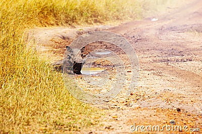 Phacochoerus warthog lay in the mud puddle, Kenya Stock Photo