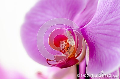 Phaelenopsis pink decorative orchid close up macro Stock Photo