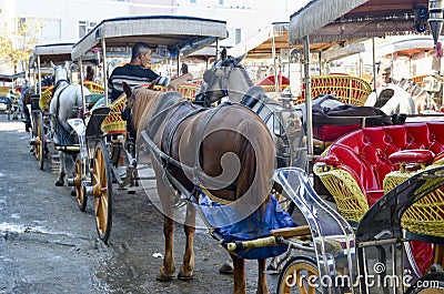 Phaeton Horse Passenger waiting area Editorial Stock Photo