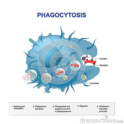 Phagocytosis Vector Illustration