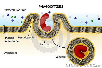 Phagocytosis. Cell transport Stock Photo