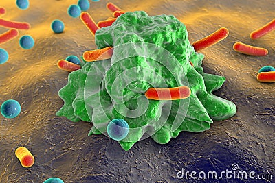 Phagocytosis. Macrophage engulfing bacteria of different shapes Cartoon Illustration
