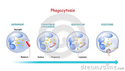 Phagocytosis. Neutrophil and bacterium Vector Illustration