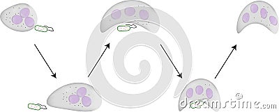 Phagocytosis Vector Illustration