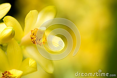 Phaius flavus flower Stock Photo