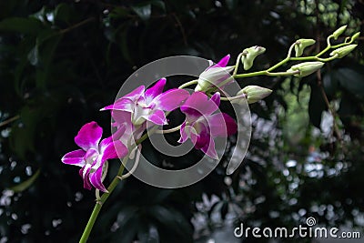 Phalaenopsis aphrodite Rchb. F. Stock Photo