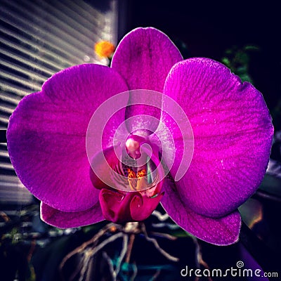 Phalaenopsis bloom. Stock Photo