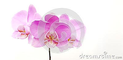 Phalaenopsis bloom on the white background Stock Photo