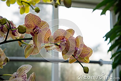 Phalaenopsis Blume orchid blooming indoors Stock Photo