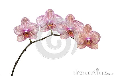 Phalaenopsis Branch Stock Photo