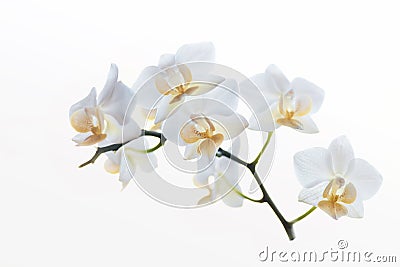 Phalaenopsis Flower Cluster - High Key Stock Photo