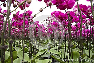 Phalaenopsis in greenhouse Stock Photo