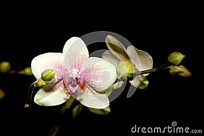 Phalaenopsis Hybride orchid Stock Photo