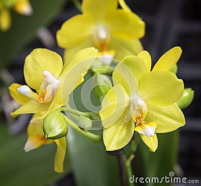 Phalaenopsis Kolibri Uruguay, an exotic flower with yellow blossoms. Close up Stock Photo