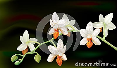 Phalaenopsis Mini Mark Vector Illustration