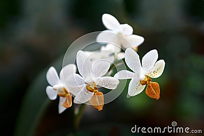 Phalaenopsis Orchid Stock Photo