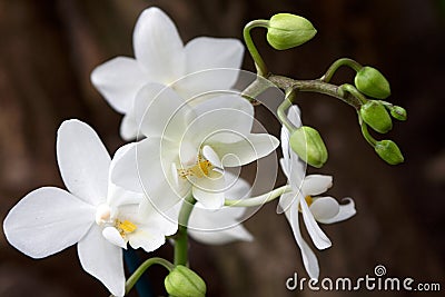 Phalaenopsis Orchid Stock Photo