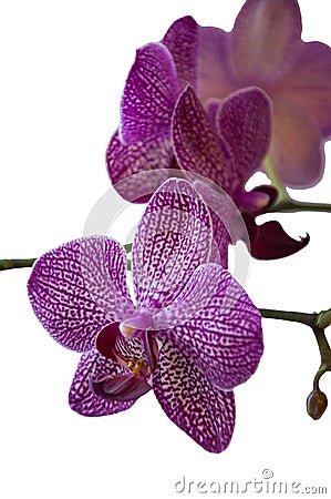The Phalaenopsis Orchid Stock Photo