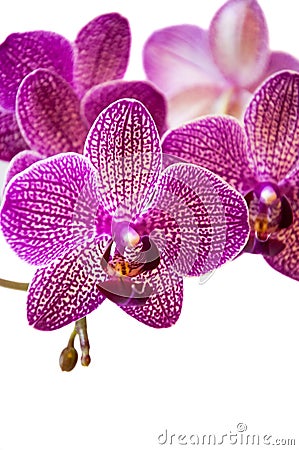 The Phalaenopsis Orchid Stock Photo