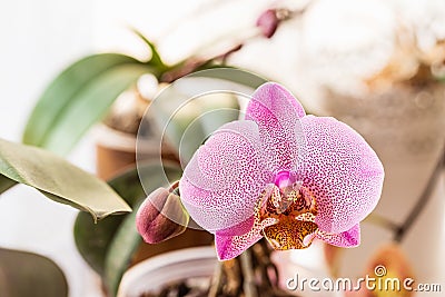 Phalaenopsis Orchid blooming with a spotted flower Stock Photo