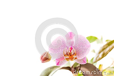 Phalaenopsis Orchid blooming with a spotted flower Stock Photo