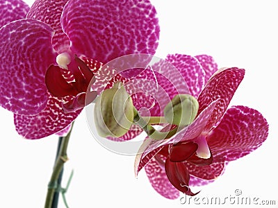 Phalaenopsis Orchid Blossom Stock Photo